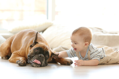 Bebés y perros -caricias