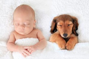 Bebés y perros - destacada