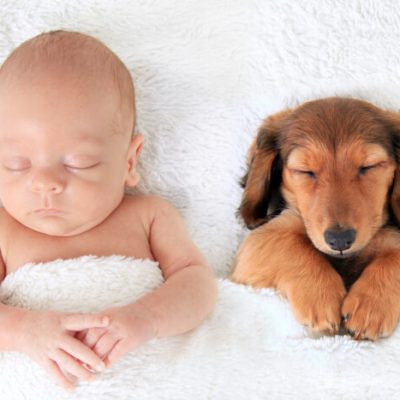 Bebés y perros: cómo establecer una buena relación