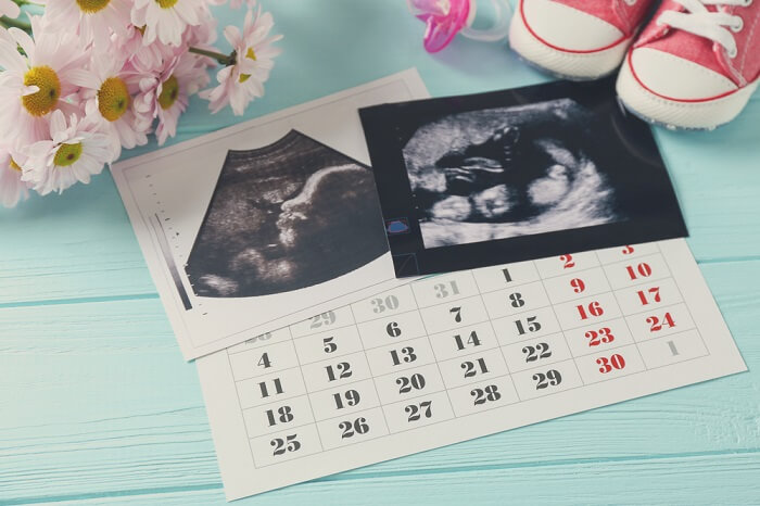 Fontanero desastre computadora Calculadora de embarazo con calendario de las 40 semanas