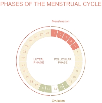 Gráfico del ciclo menstrual